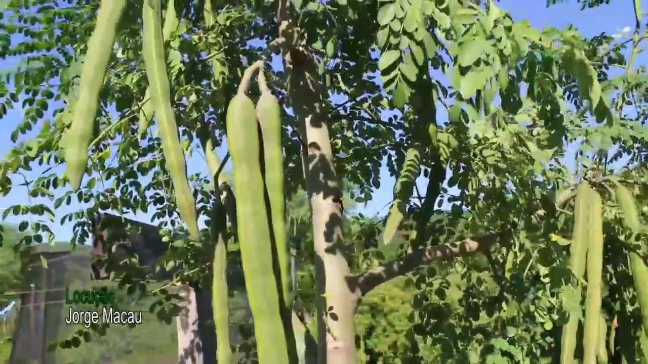 Vídeo da Embrapa - Conheça a Moringa uma árvore de múltiplos usos