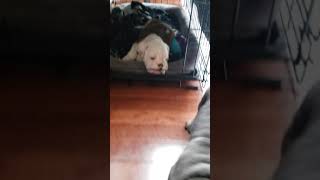 Video preview image #3 English Bulldog Puppy For Sale in BAYVILLE, NJ, USA