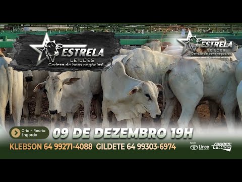 ESTRELA LEILÕES -  09  / 12  / 2025 -  18:45 HS. - Morrinhos  - Goiás