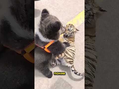 Что будет, если разлучить медвежонка и тигрёнка #животные #shorts