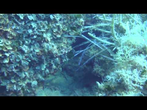 Tunisia Reef Scuba Diving at Yasmine Hammamet