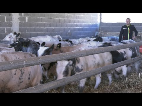 - TOV JUNADI BELGIJSKE PLAVE VRSTE KOD BILJAKA, NOVA BILA 2024