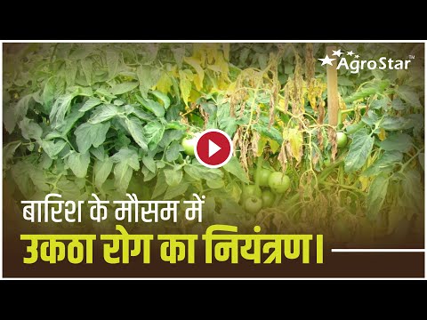 सब्जी वर्गी फसलों में उकठा रोग के लक्छण और बचाव !
