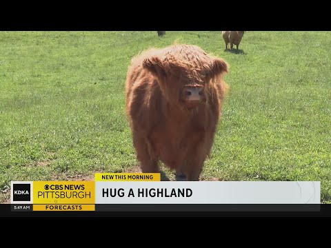 Don't have a cow - hug a cow! A unique way to destress