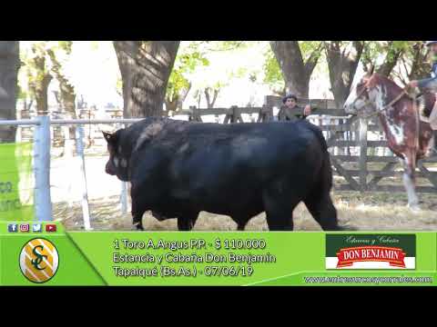 07-06-19 - Venta de Toros A.Angus - Estancia y Cabaña Don Benjamín - Tapalqué