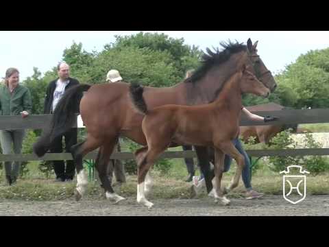 SL075 Stutfohlen von Uriko - Cassini I - Cor de la Bryére