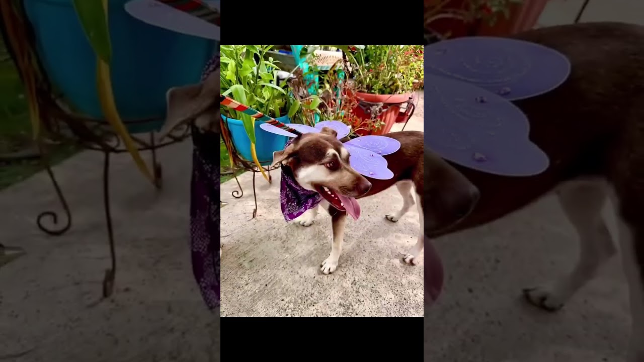 Enlarge Daisy, a Adoptable mixed breed in Nashua, NH video 6/6