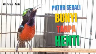 Download lagu SUARA KONIN GACOR MATERI SAMBUNG TEMBAKAN || COCOK UNTUK MASTERAN DAN PANCINGAN KOLIBRI NINJA BAHAN mp3