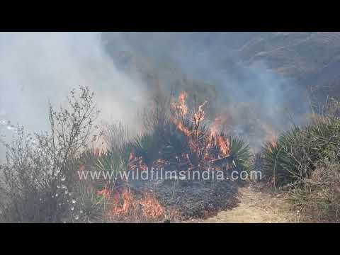 Fire on the mountain - run, run, run! Forest Fire rises up from valley below and climbs to Mussoorie