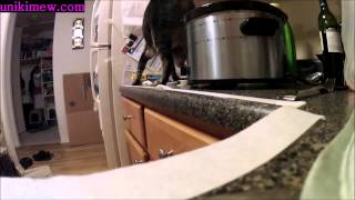 How to Stop an Awnry Cat Jumping on Counter