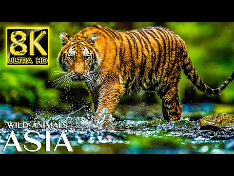 Majestic Wild Animals of ASIA in 8K TV 60fps ULTRA HD | 8K Nature Sound with Relaxing Music