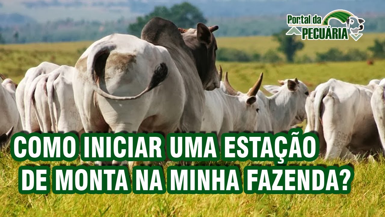 Como iniciar uma estação de monta na minha fazenda?