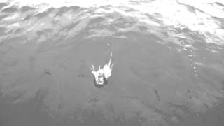 Deerhunter - Sailing