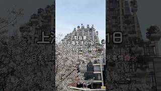 上海で生活する駐在妻の1日🌸公園でお花見とバドミントン #中国 #上海 #海外生活 #上海旅行 #海外