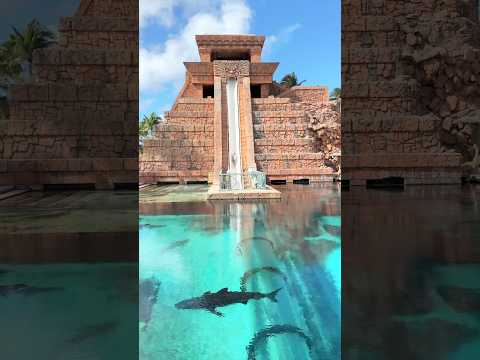 Waterslide into a SHARK TANK 🦈