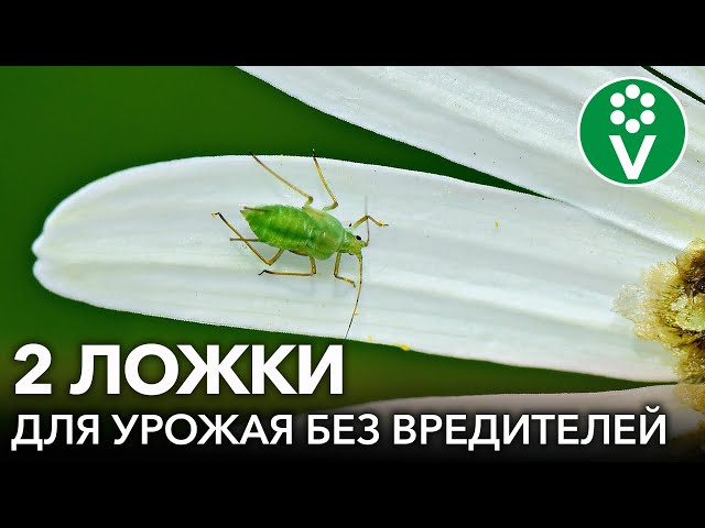 УНИКАЛЬНЫЙ ХИЩНЫЙ ГРИБ: ВРЕДИТЕЛИ ИСЧЕЗНУТ, А ПЛОДЫ МОЖНО СОБИРАТЬ УЖЕ ЧЕРЕЗ ПОЛЧАСА! Боверия