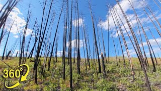360° VR | Post-Fire IDF Landscape