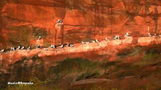 Seabear - I Sing I Swim