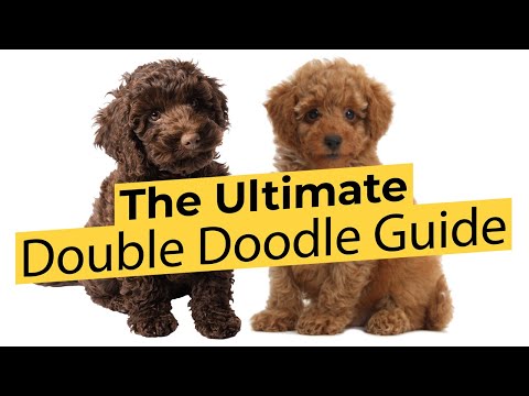 image-Do double doodles shed?