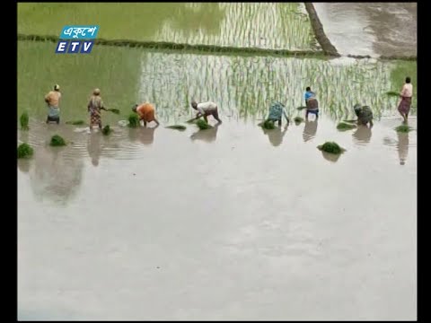 প্রতিকূল আবহাওয়া উপেক্ষা করে ঠাকুরগাঁওয়ে পুরোদমে চলছে আমন ধানের চারা রোপণ