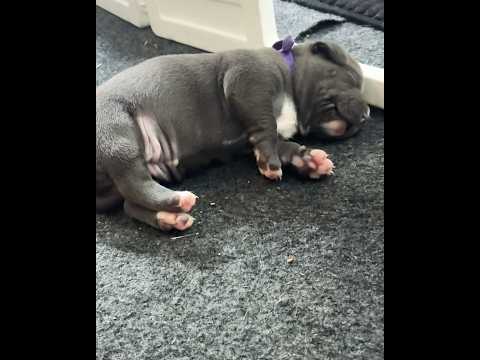 The cutest Puppy scrunch I ever did see 🥹🤗 #puppy #cute #cutepuppyvideos #sleep #puppylove