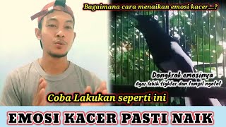 Download lagu CARA MENAIKAN EMOSI KACER AGAR TAMPIL NGOTOT || KACER KURANG EMOSI PASTI CEPAT NAIK EMOSINYA mp3