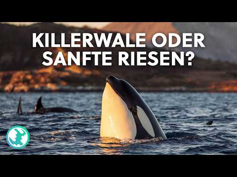 Das Reich der "Killerwale" - Orcas im Vormarsch zur Arktis | Earth Stories Deutschland