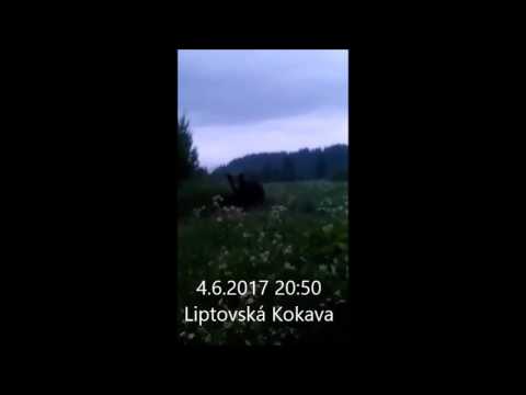 video 1496607049