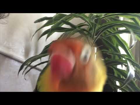 The Sweetest Lovebird Uccello
