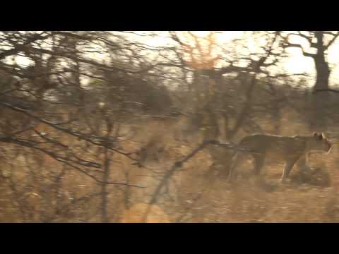 White lion fight at Africa on Foot and nThambo Tree Camp