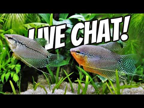 Talk Fish with the Experts
