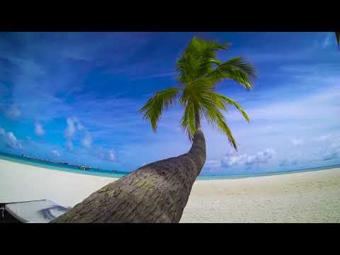 Beach Palm Tree Stock Footage 4K| No Copyright Footage