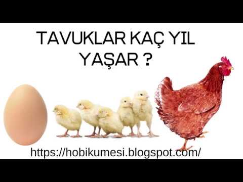 , title : 'Tavuklar Kaç Yıl Yaşar ?'