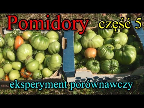 Pomidory eksperyment - część 5 - pierwsze zbiory