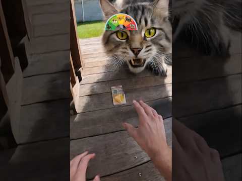 Leveling Up Through Animals! 🐈