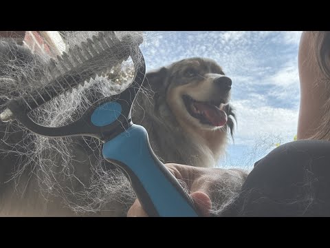 How to use the Maxpower Planet Pet Grooming Rake