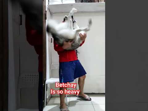 betchay is so heavy #pets #animals #doglover #dog #fyp