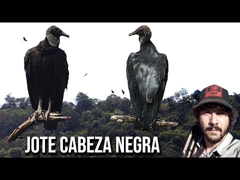 Coragyps atratus Black Vulture