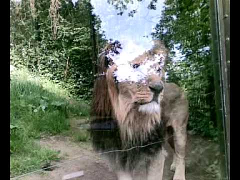 Löwe im Schweriner Zoo   21 05 2008