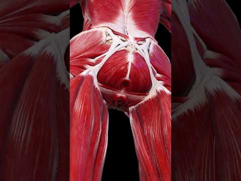 Female Pelvic Floor | 3D Anatomy Animation