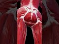 Female Pelvic Floor 3D Anatomy Animation