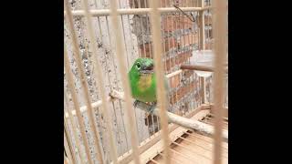 Download lagu Cucak ijo betina gacor ngeplong buat pancingan jantan mp3