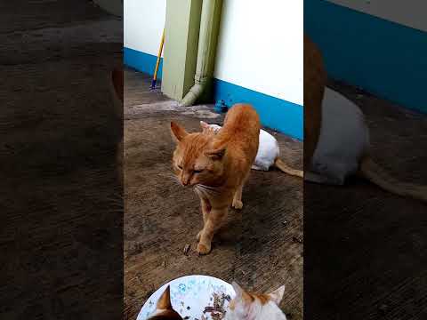 cat stops eating to strike a pose