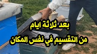 نتيجة تقسيم النحل في نفس المكان بعد ثلاثة ايام فقط