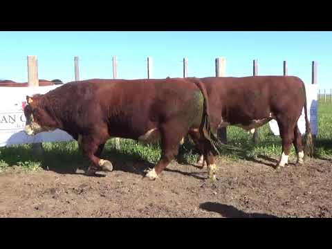 Lote 3 Toros PI Polled Hereford, Lavalleja