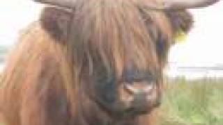 preview picture of video 'Highland Cow'