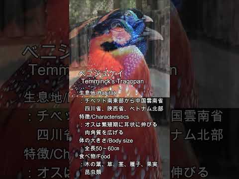 鳥は何色に見えますか？ 鳥を惹きつけるお気に入りのシジュウカラカワラヒワ