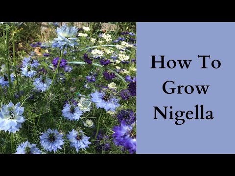How To grow Nigella | Love In A Mist
