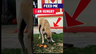 Always feed and rescue stray dogs 🐕🍞 Feeding street dogs #straydogs #rescue #dog