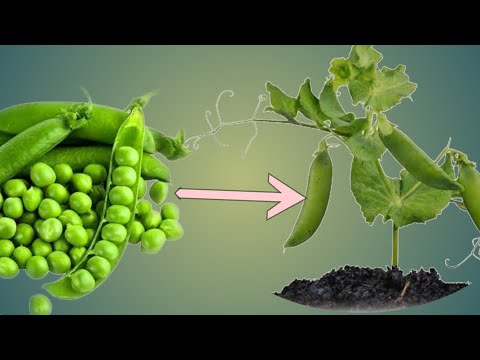 Growing Cranberry Bean Time Lapse.! #timelapse #lapselife #timelapsevideo